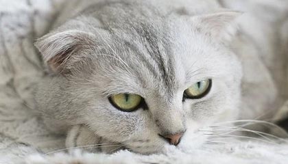 九游下载-炉石传说 职业赛事策略多样化，炉石传说职业比赛是标准还是狂野