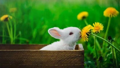 jiuyou游戏-LOL赛事对电竞产业的影响：如何推动电竞发展，lol电竞的成功